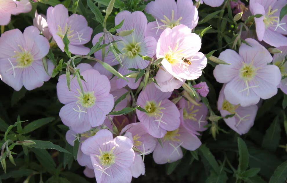 语辰彤美丽月见草花种子夜来香粉色花多年生宿根花卉春秋播草花耐寒
