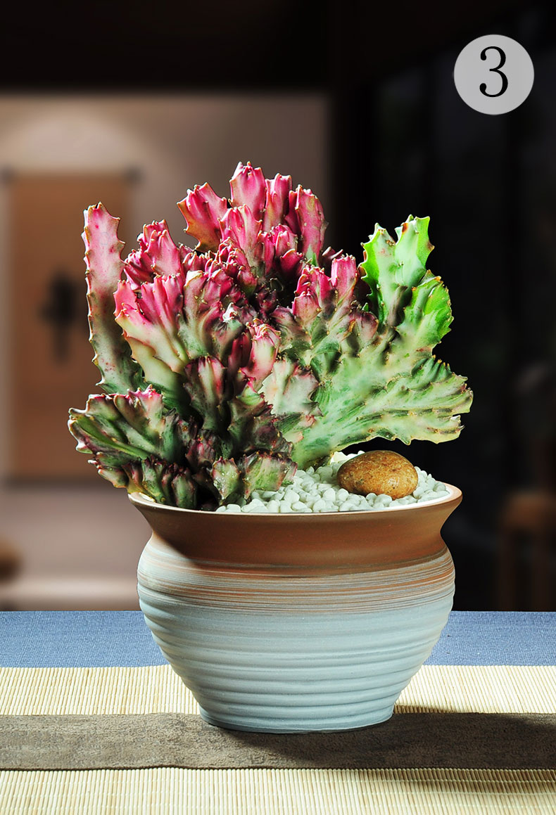 春峰彩麒麟仙人掌盆栽室内花卉多肉植物四季常青绿植 彩麒麟 翡翠820