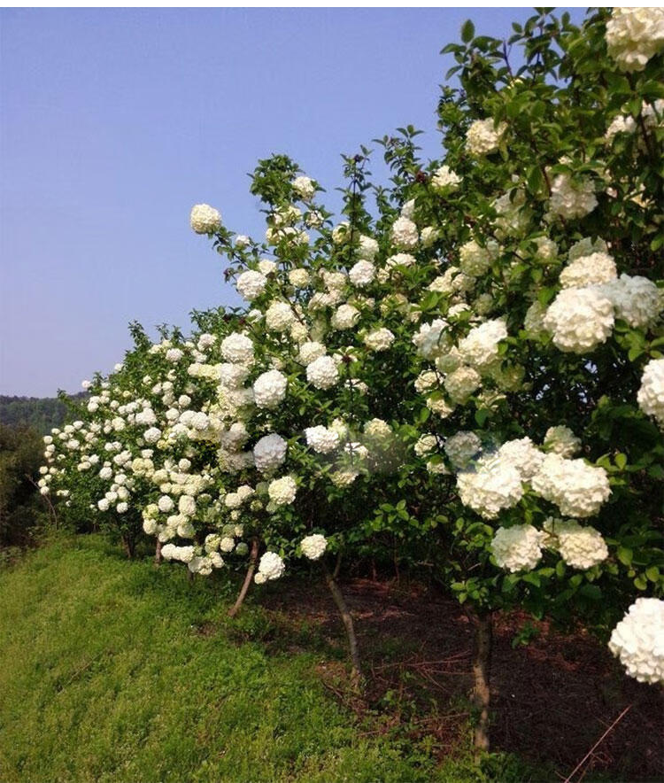 中華木本繡球花樹苗八仙花小苗木瓊花室外庭院種植盆栽植物苗花卉木司