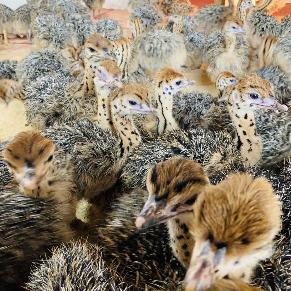 荣郁 非洲鸵鸟苗小鸵鸟苗鸸鹋鸵鸟幼崽三百斤鸵鸟一对鸵鸟养殖资料