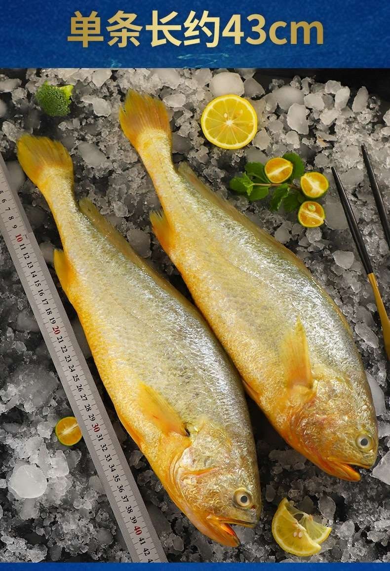 黄花鱼每条1斤左右条黄鱼新鲜海捕鲜活海鲜水产冷冻超大深海鱼二三王