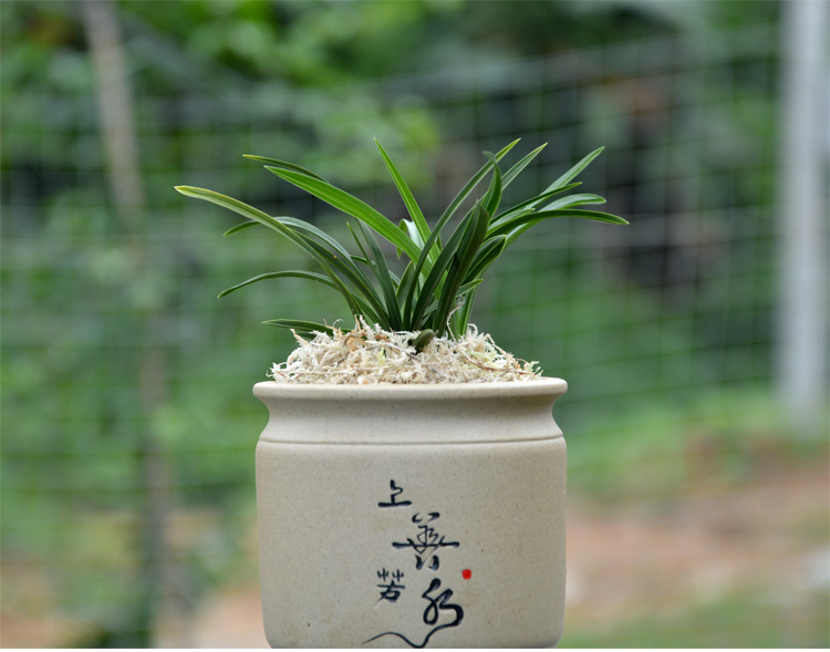 春兰经典红花天心矮种兰花开浓香 室内绿植盆栽花卉 1颗6苗连体 不含