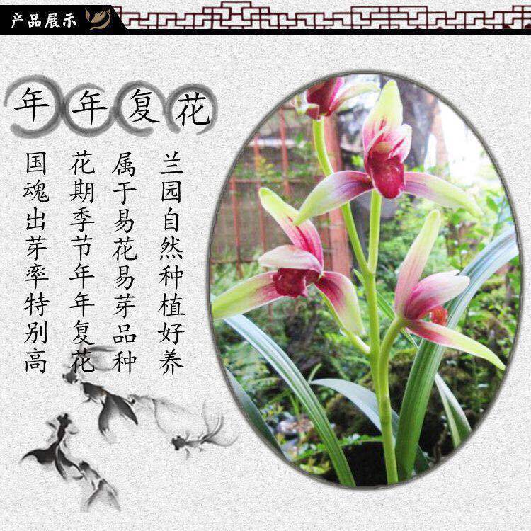 促销四季名品兰花好养型开花香亏本市长红梅4苗连体