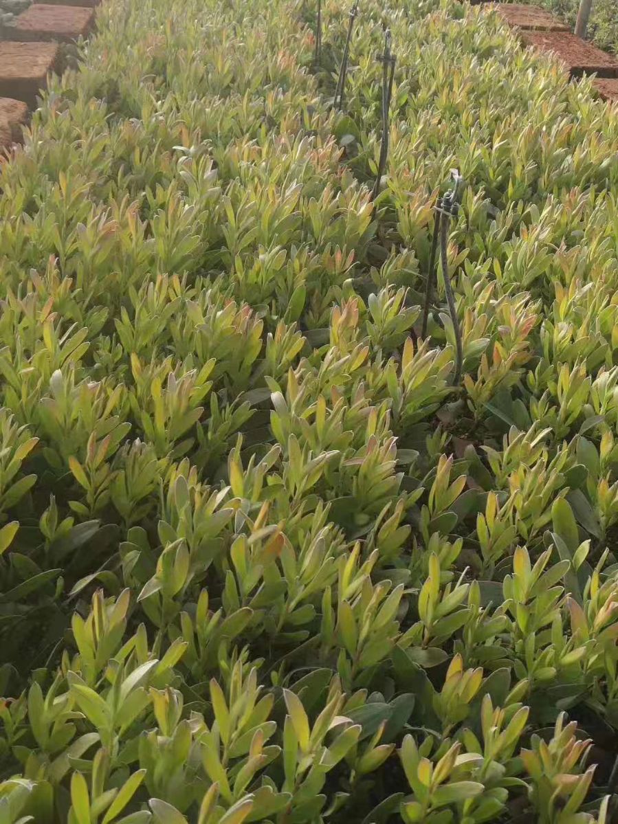 文静花坊花花苗木百合海神花大花鲜切花品种盆栽地栽绿植花卉红色花含