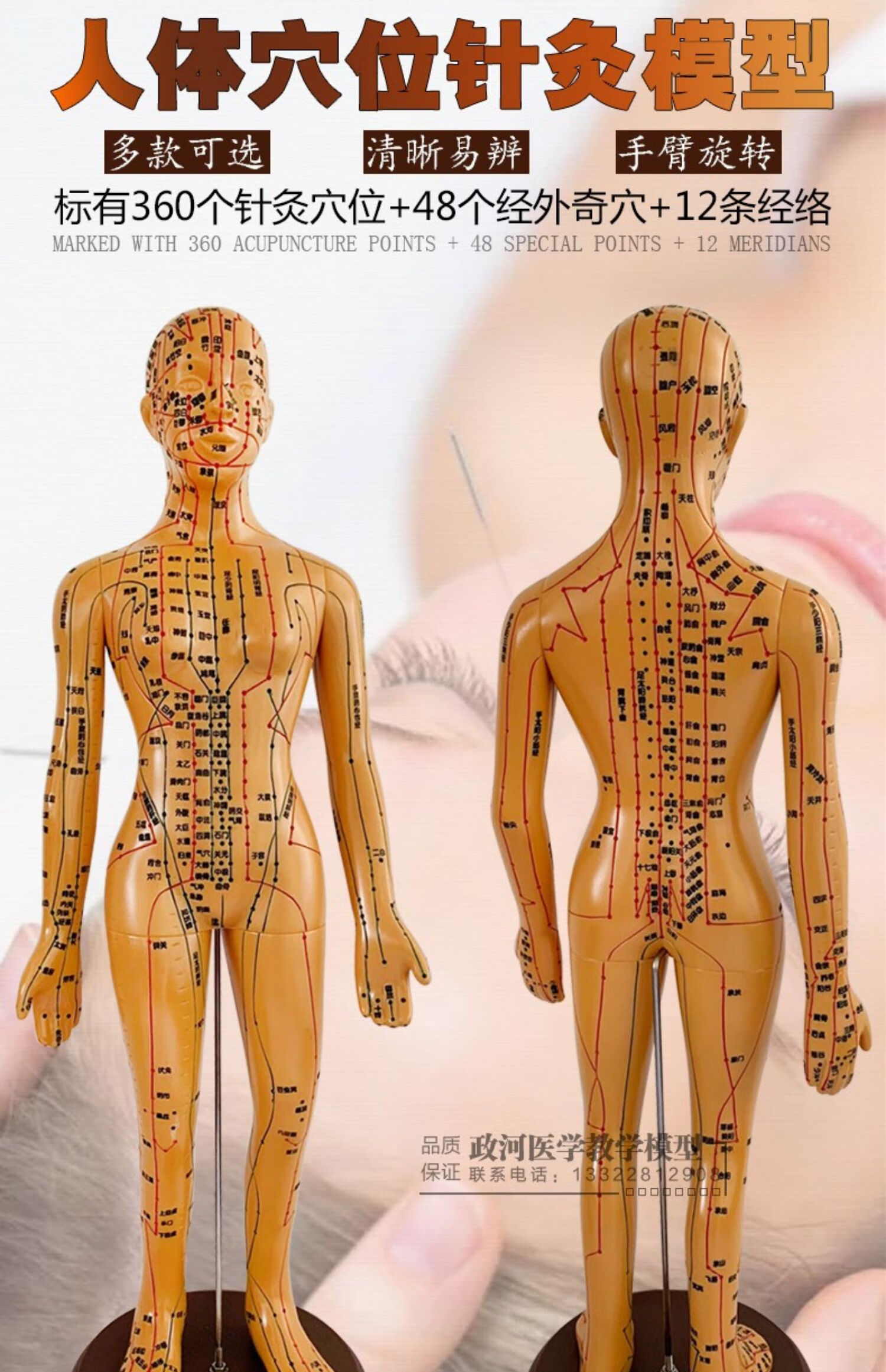 超清晰经络通男女人体模型人体经络图中医铜人针灸穴位模型小人 35cm