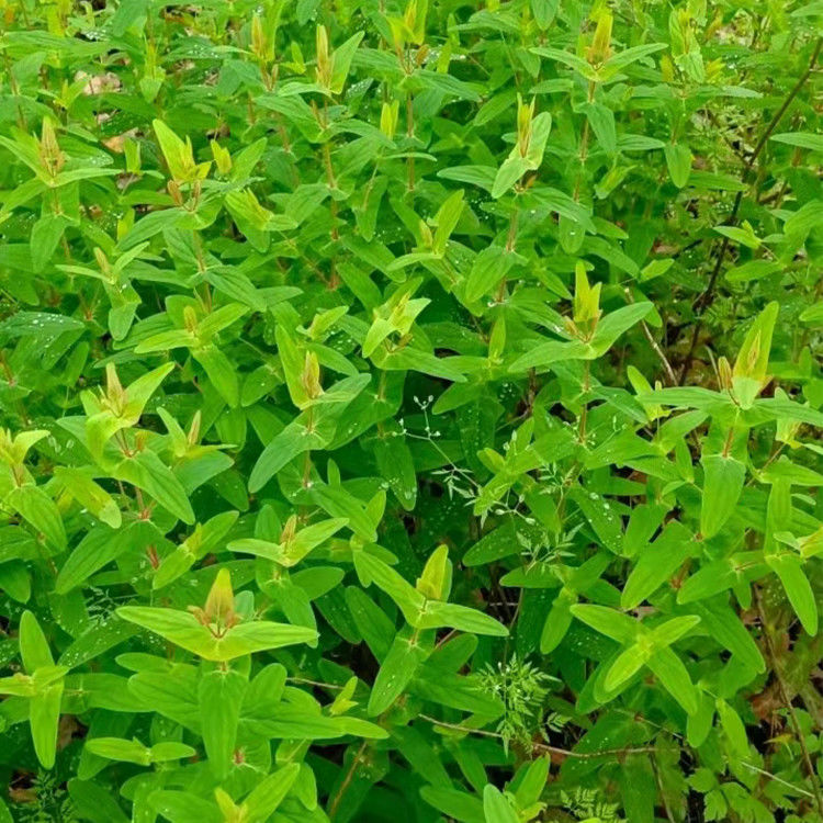 有仁堂北京原料新货野生中药材元宝草对月草穿心箭排草对经草对口莲