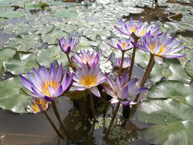 黑美人 热带小型睡莲盆栽 丰花睡莲品种 杨德高【图片 价格 品牌 报价