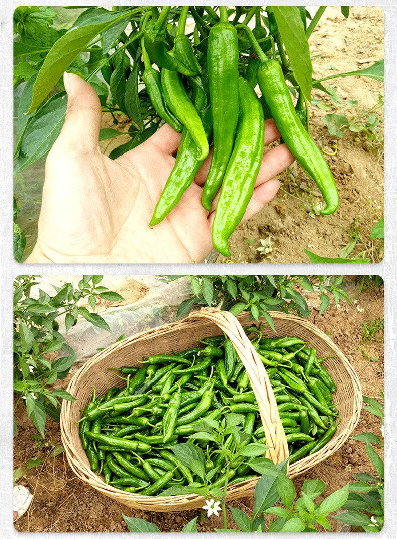 农家现摘青辣椒新鲜青椒薄皮小尖椒中特辣土辣椒二荆条湖北蔬菜5斤