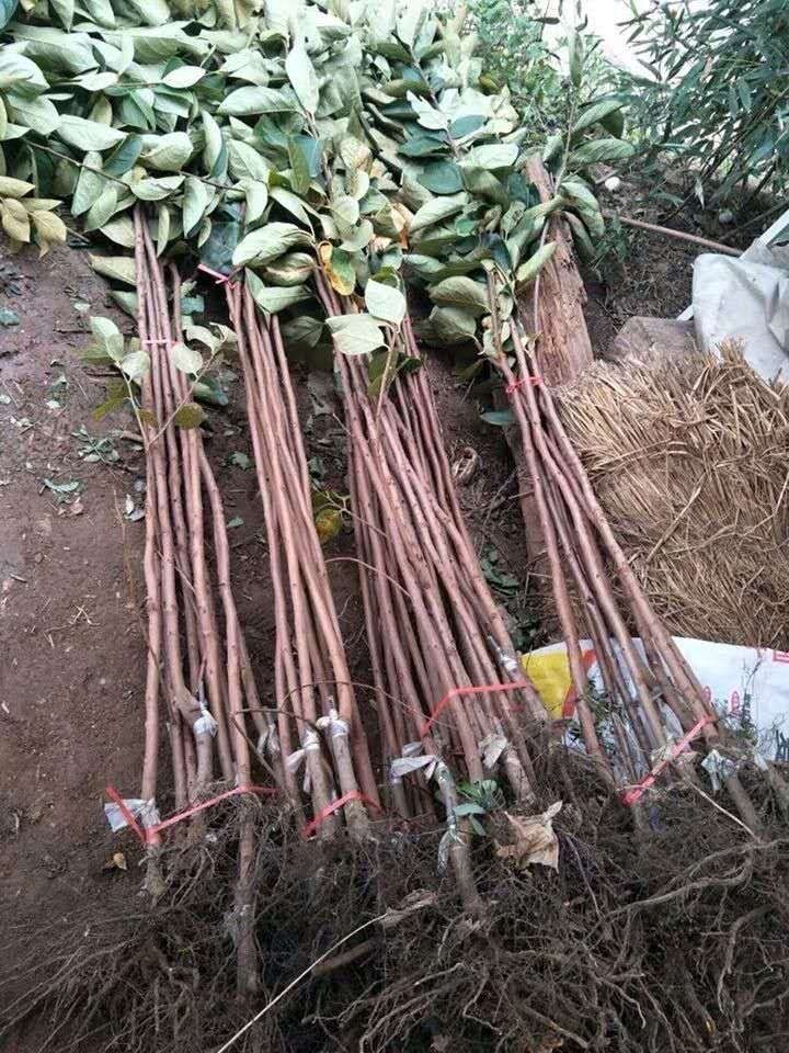 柿子树特大新品脆甜柿子苗南方北方盆栽地栽嫁接果树苗当年结果老鸭柿