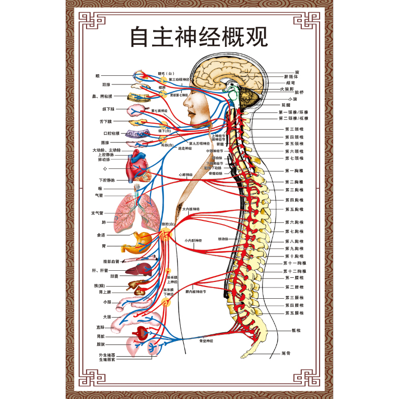 脊柱对应神经线图片图片