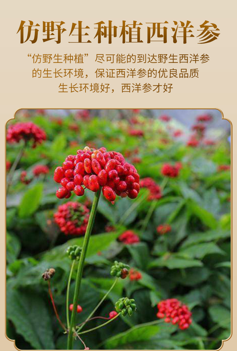 长白山西洋参 100g切片泡水参片 5罐装(共500g)【图片 价格 品牌 报价