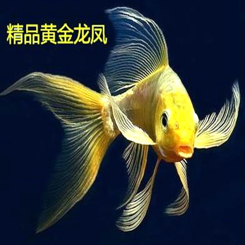 纯种日本黄金龙凤活体锦鲤鱼苗观赏鱼冷水鱼店新开69饲料8月24日发完