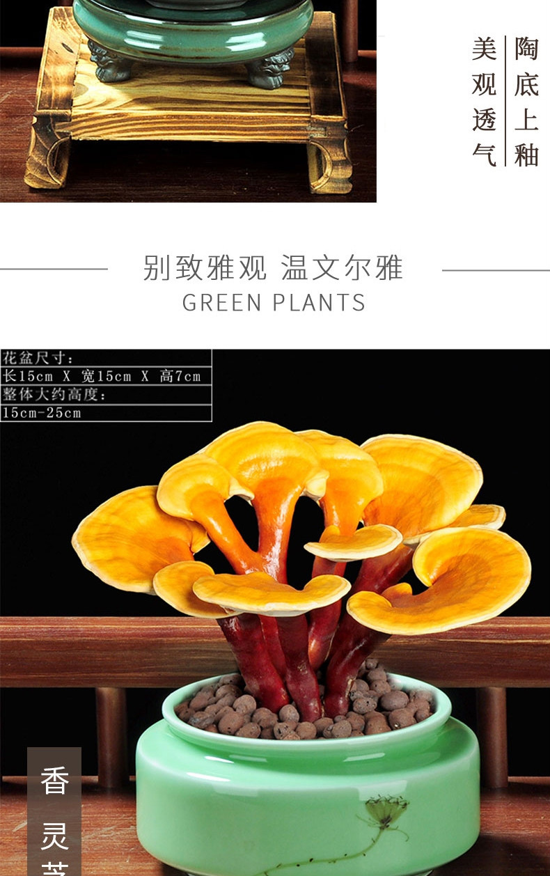 种着玩赤灵芝盆景盆栽体种植客厅室内办公室常青桌面长青植物暗灵芝