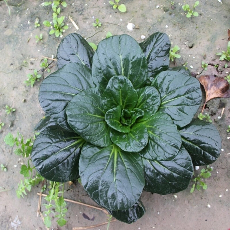黑叶菜种籽耐寒秋冬蔬菜种孑乌塌菜黑心乌苏州青阳台基地菜籽种子 黑