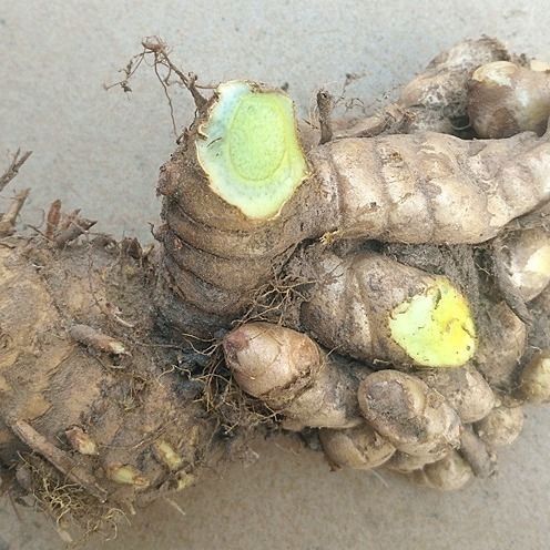 乌姜新鲜黑姜黑心姜现挖绿肉姜妇科莪术蓝姜1斤装 5oo克【图片 价格