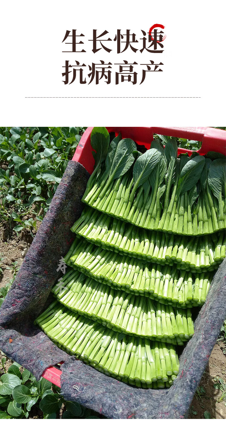 红菜苔白菜苔四季蔬菜种籽孑增城迟青菜菜籽大全 全鲁科润鸡冠苔菜