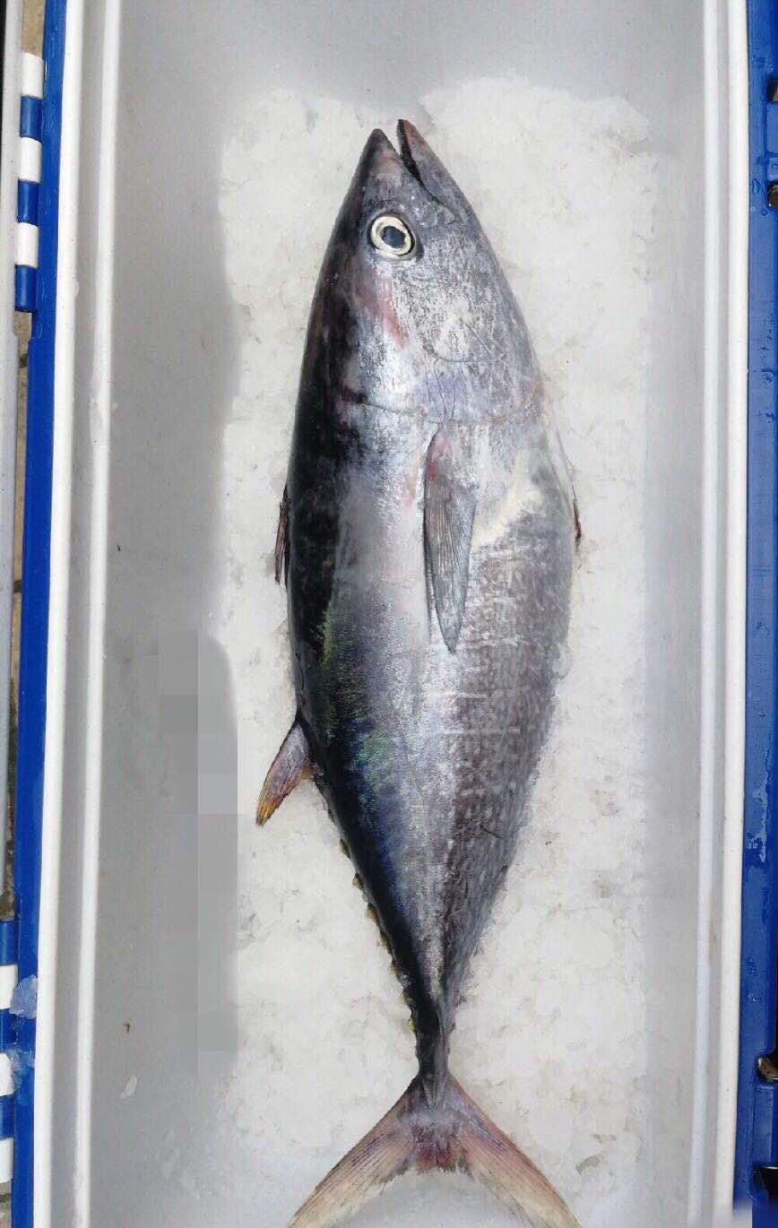 轻恋金枪鱼整条新鲜6~40斤黄旗金枪鱼刺身日料食材海鲜水产鱼类 4.