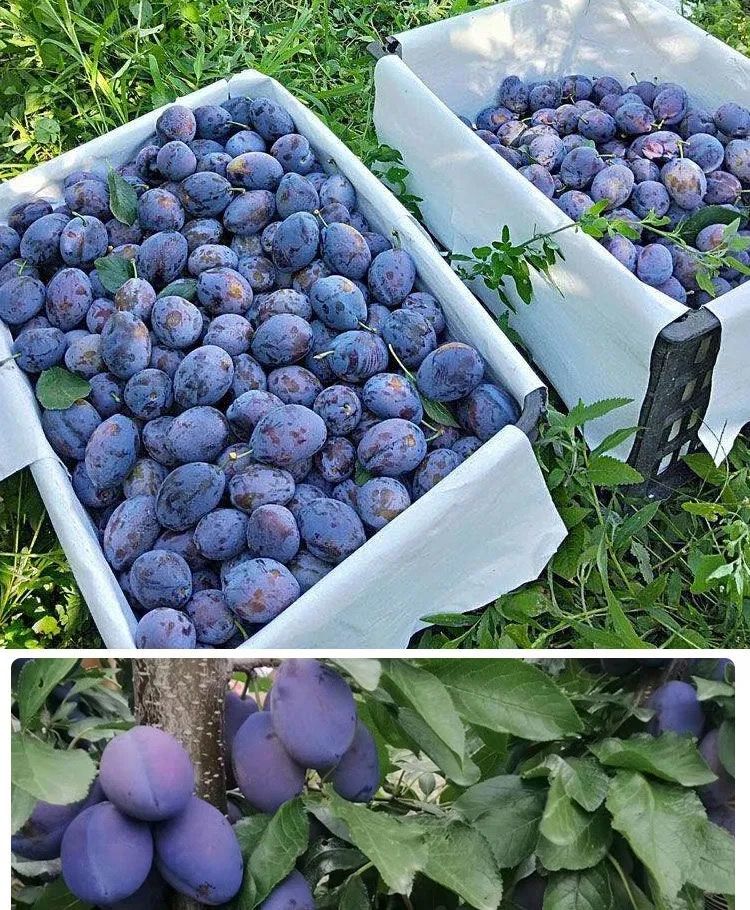 新鲜西梅【水果皇后】应季水果超甜纯甜孕妇新疆整箱李子四川汶川 纯