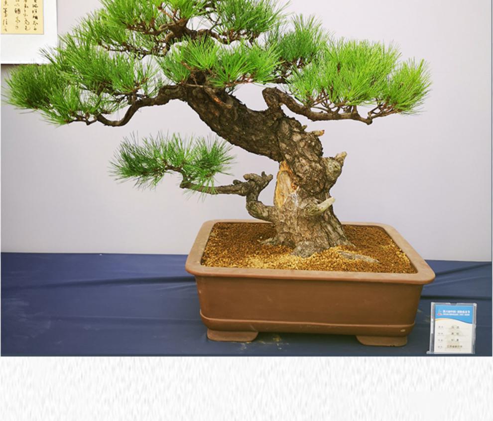 扎花专用园艺铝丝软铅丝植物手工花卉造型盆景扎丝铝丝苗木铁丝蟠虎雀