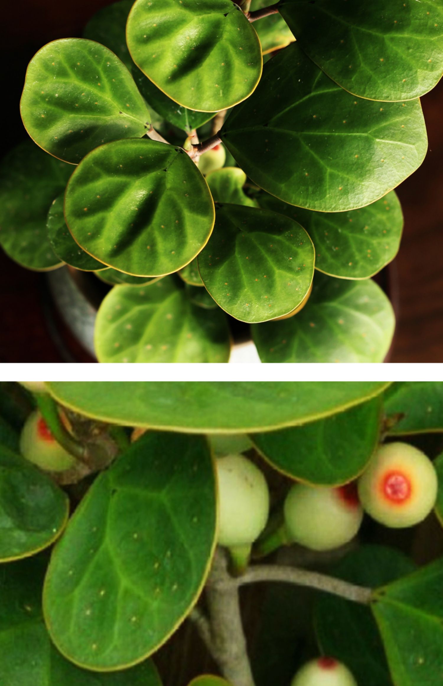 【心头肉】菩提盆栽小盼菩提树办公室桌面好养植物室内四季常青绿植