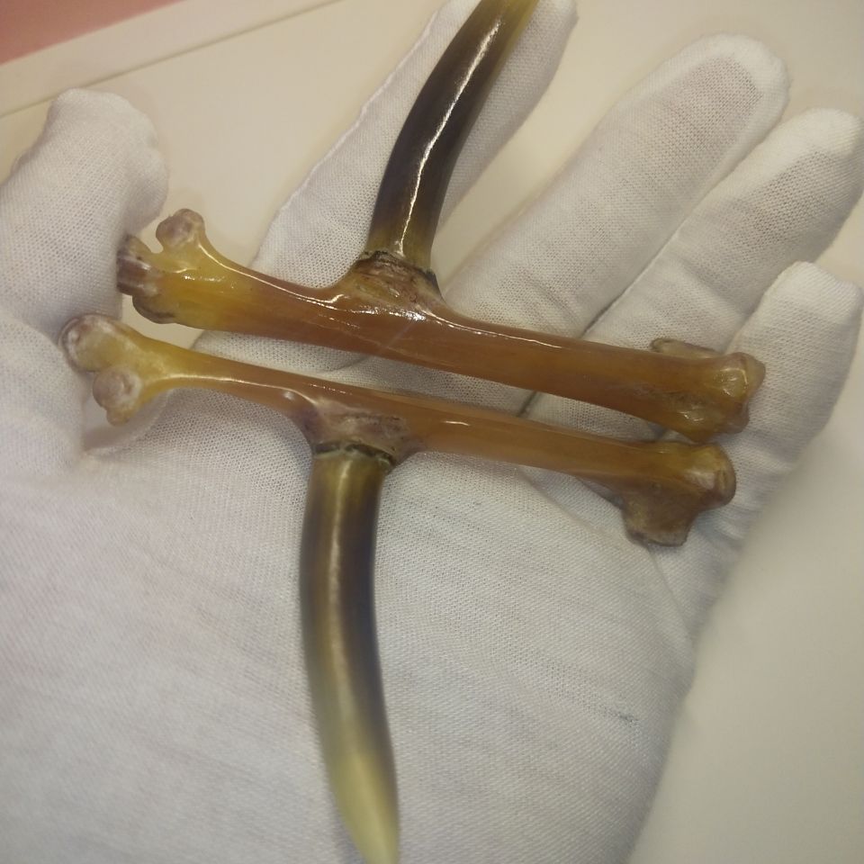 鸡爪骨文玩 鸡蹬子农村散养老公鸡爪骨5-8公分老蹬子文玩把件sn8732