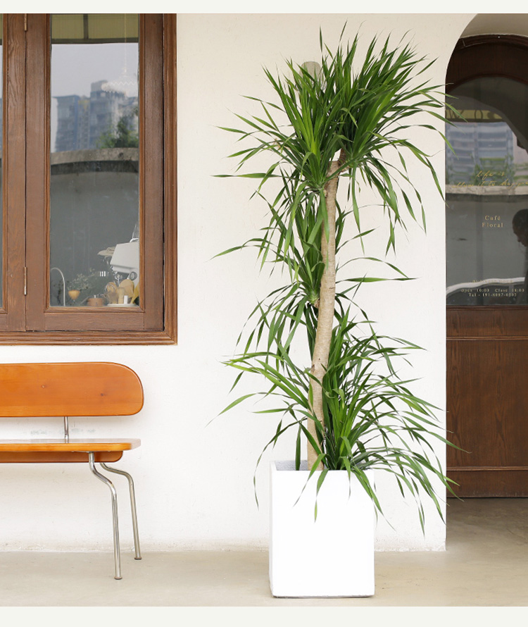 大盆栽室内客厅办公室高杆造型植物龙须树北欧大型绿植 龙血树-高1