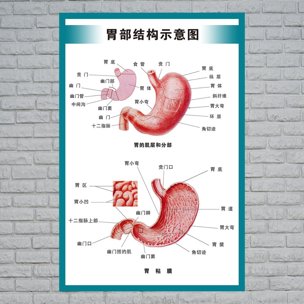 人体器官图解部位名称图片