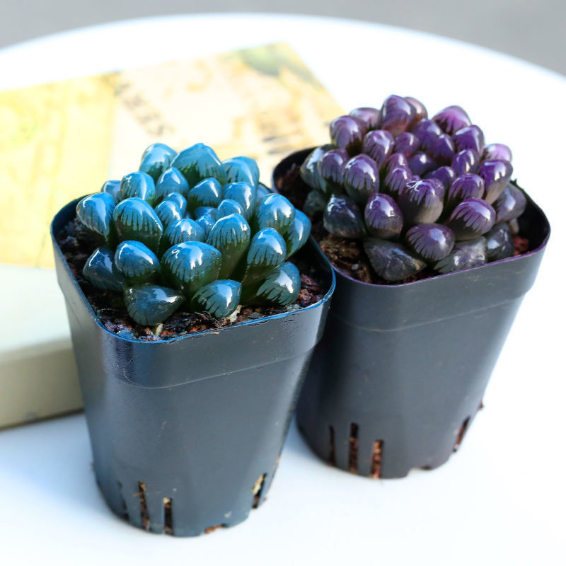 彩色玉露多肉植物盆栽冰灯水晶雨露新手好养肉肉室内阳台桌面花卉