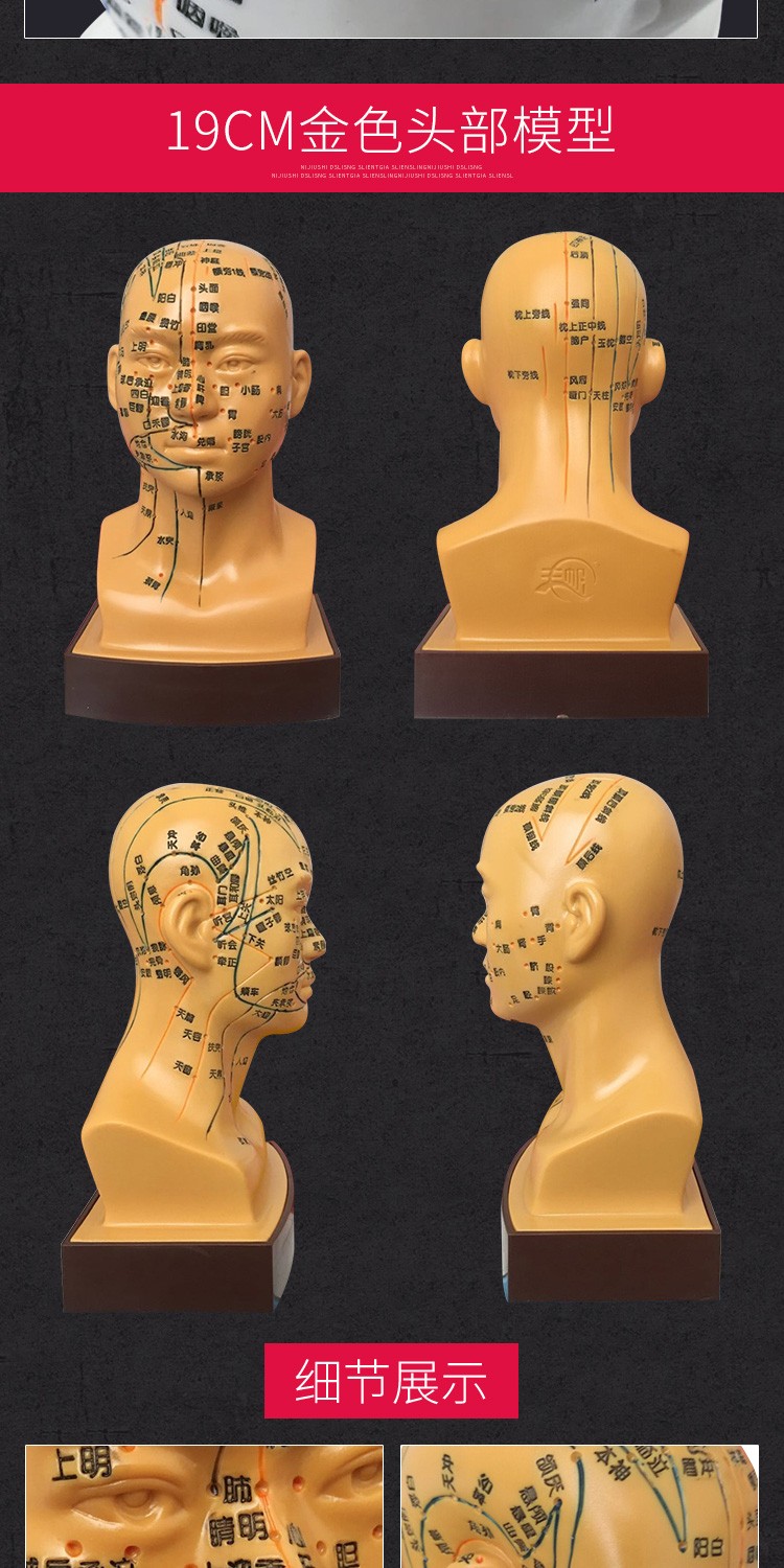 丰帆高清头部穴位模型针灸刻字头模带穴位全脸面部假头腧穴人体按摩图