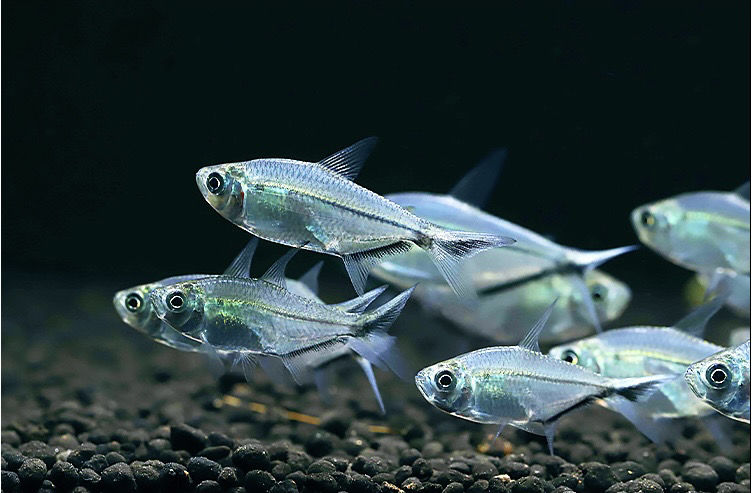 精品黑尾大勾鱼观赏鱼淡水群游鱼草缸小型灯科鱼活体宠物鱼耐活 精品