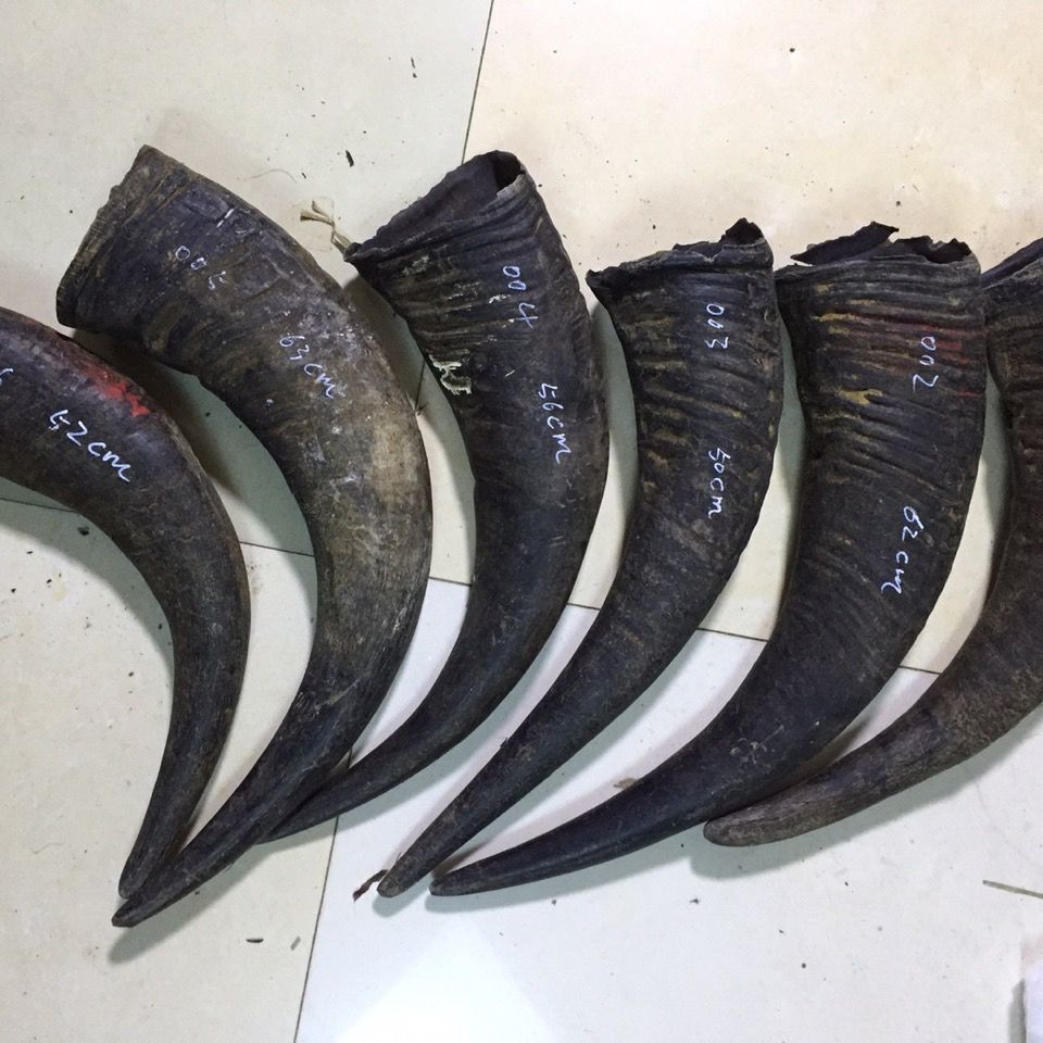 天然水牛角号角原角整角材料角号制作道教道士法号师公号角法器0001号