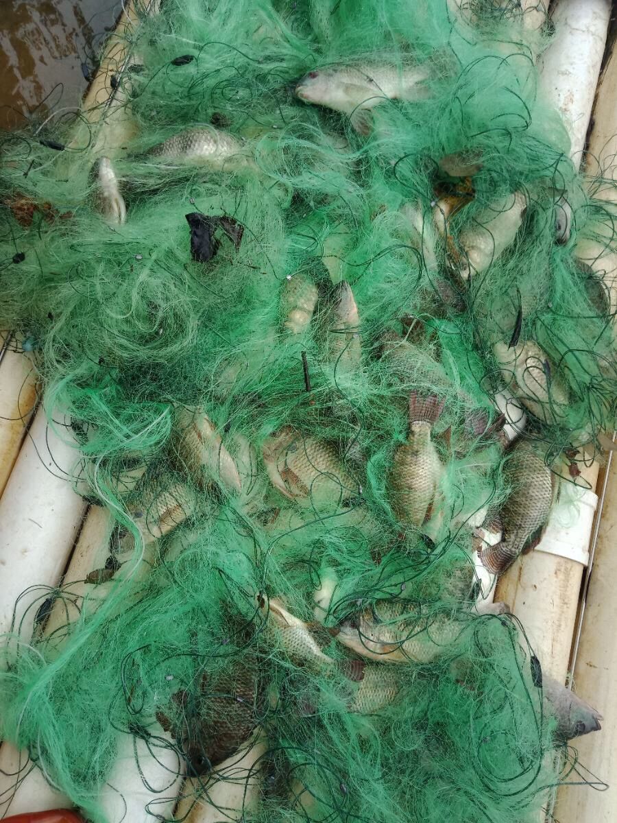 鱼网沾鱼网三层进口绿丝白丝渔网丝网沉网浮网挂网捕鲫鱼鲢丝网 白丝