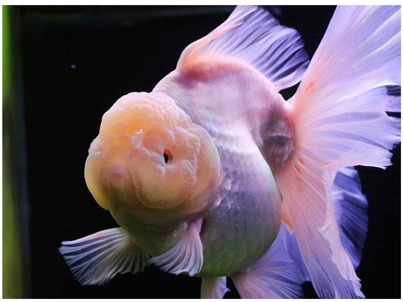 百褶裙精品泰狮1金鱼活体观赏鱼原泰冷水新手活鱼渔场78红黑百褶苗