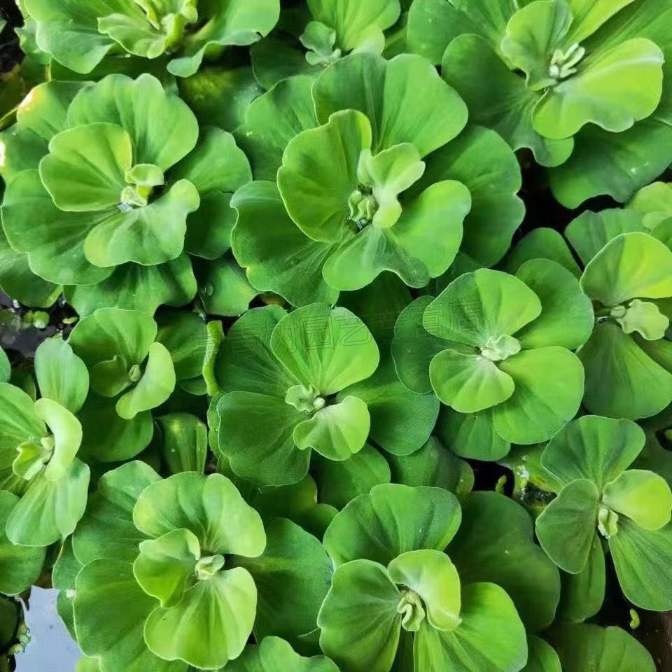 水葫芦水养植物水芙蓉莲水培植物净化水质养龟鱼缸庭院水池阳台活体