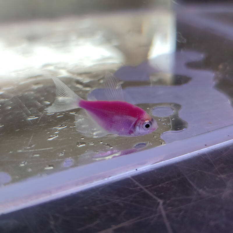 青苹果天使鱼柠檬天使鱼观赏荧光彩裙绿衣紫衣天使鱼小型鱼活体鱼 青