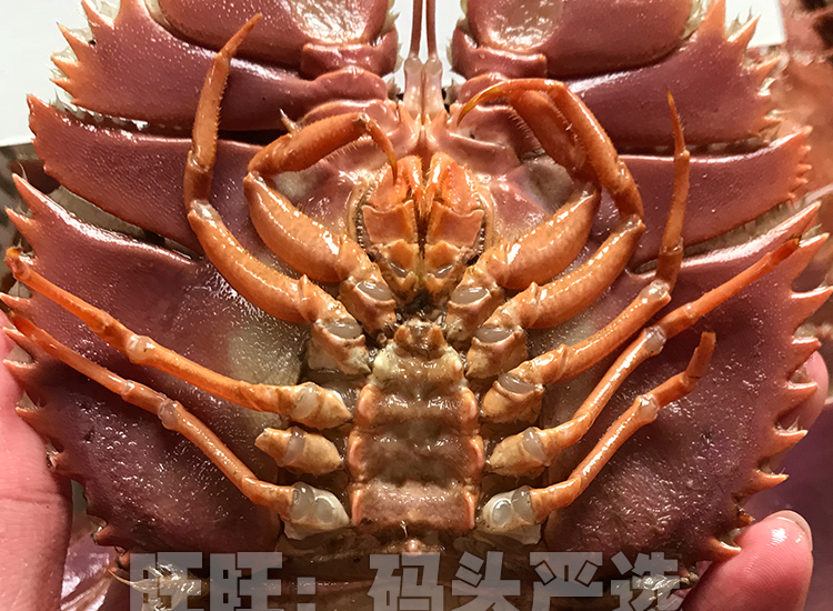 铭心 野生琵琶虾 新鲜九齿扇虾 虾姑排毛缘扇虾东方大虾扁虾排鲜活