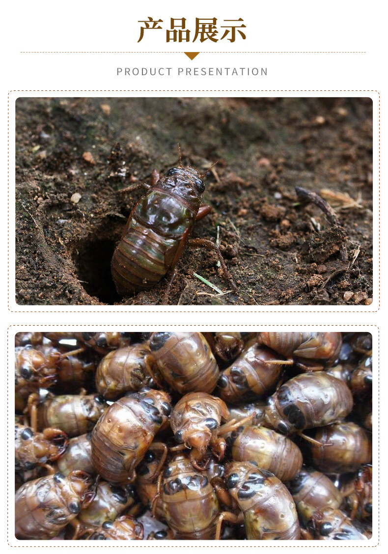 永相惜金蝉蛹冷冻知了猴椒盐新鲜昆虫爬叉猴高蛋白油炸蝉蛹3斤装