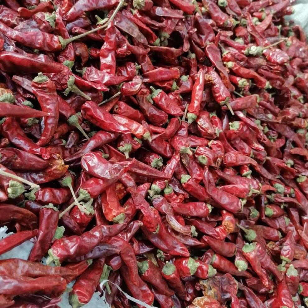 福建辣椒王小米辣特辣巨辣椒皮厚耐煮王石柱红辣椒各种特辣辣椒 中粗