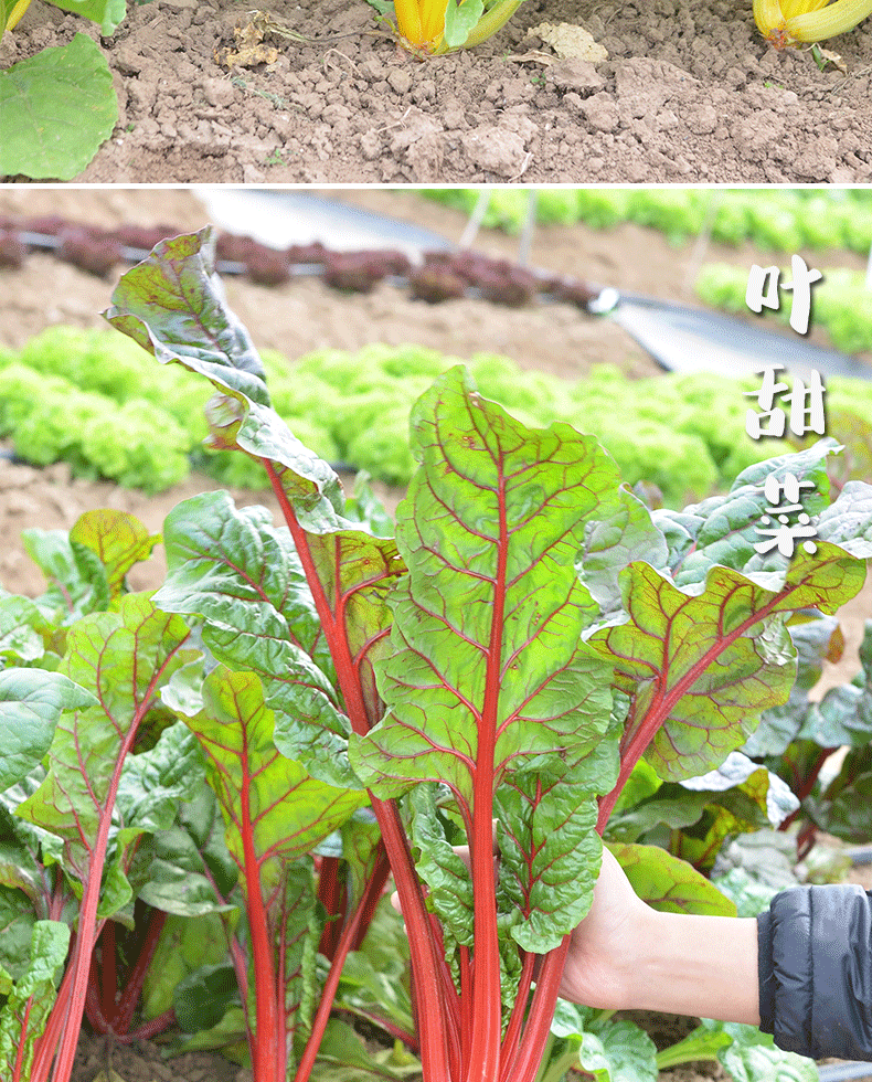 红甜菜种子甜菜根种籽金叶甜菜四季春季盆栽食用叶甜菜蔬菜种孑帕布鲁