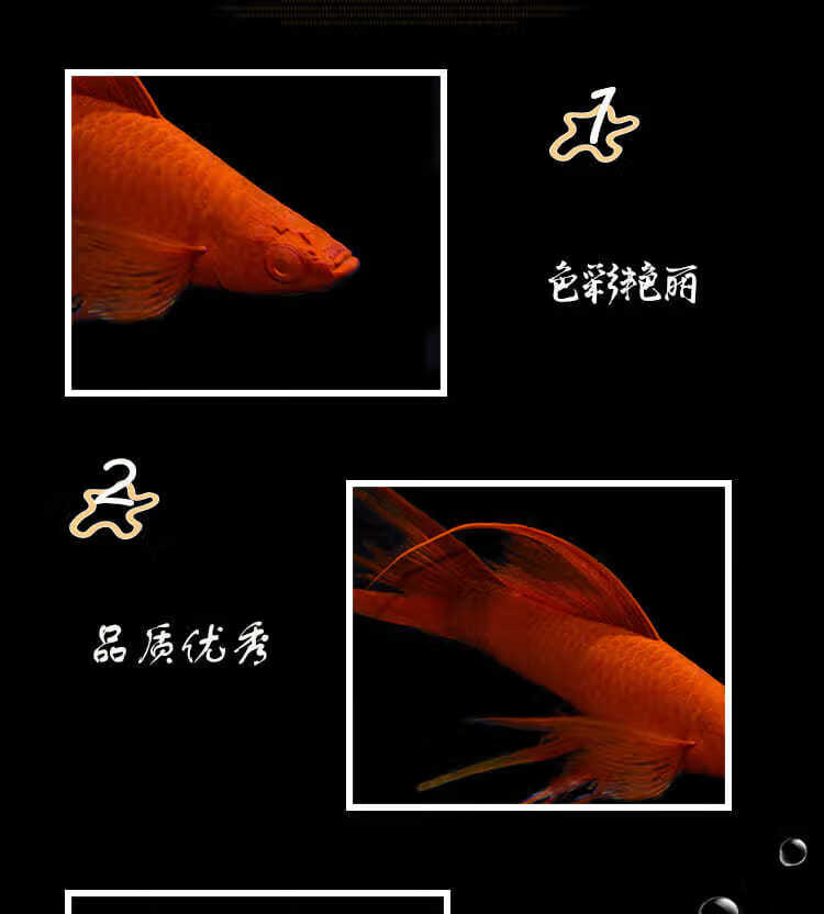 燕尾紅箭魚蘋果劍青劍高鰭紅箭紅白劍紅劍雙劍魚觀賞魚活魚硃砂高帆