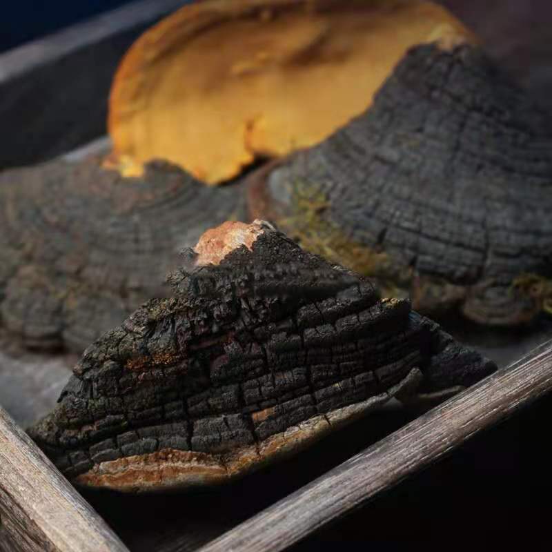 南京同仁堂原料桑黄西藏桑黄灵芝桑树桑黄茶整个桑黄粉自治区桑灵芝