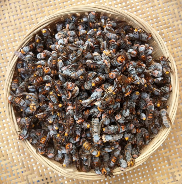 原料 今年新货350-400只新鲜冰冻胡虎头蜂大土蜂虎头蜂泡黄蜂酒用蜂蛹