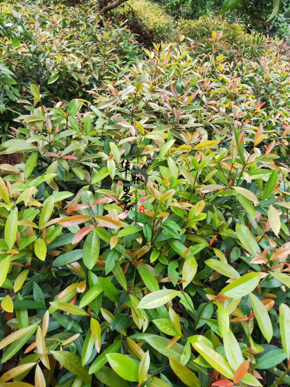 广西山竹苗岭南山竹苗泰国山竹果苗黄金山竹树苗粘芽子老蒙树岭南山竹