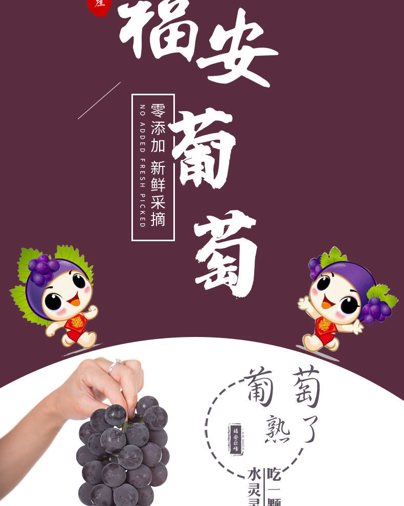 福安葡萄 葡萄冷链运输福安象环巨峰葡萄新鲜水果孕妇水果 【精选】9