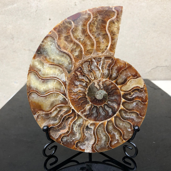 情冰 天然马达加斯加海螺化石摆件 斑彩螺切片摆设收藏品 单片加底座1