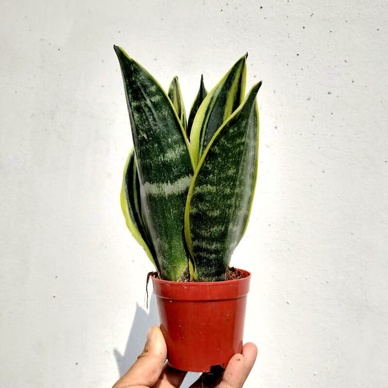 金边虎皮兰盆栽花卉植物室内大型绿植新房四季常青好养 佛前香虎皮兰