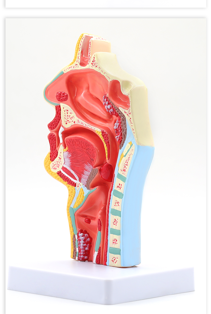 耳鼻喉科醫學教學模型鼻子口腔鼻部結構組織模型鼻腔解剖無支架帶圖
