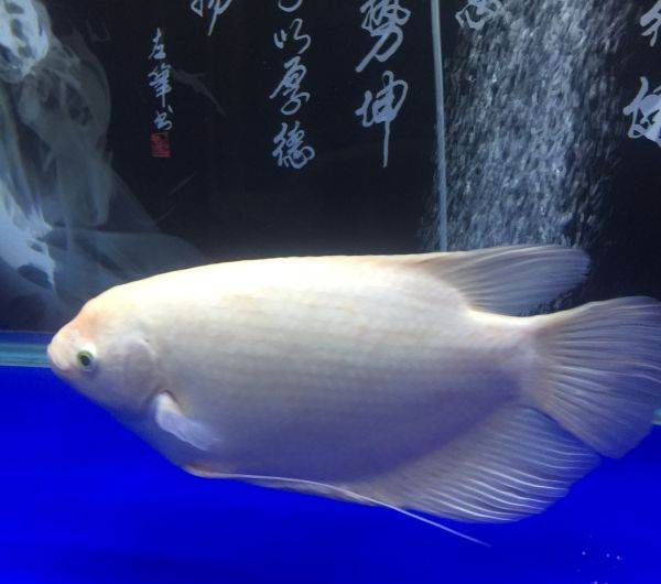 順豐招財魚戰船活體黑眼紅眼招財魚大型熱帶魚寵物風水發財魚 紅眼