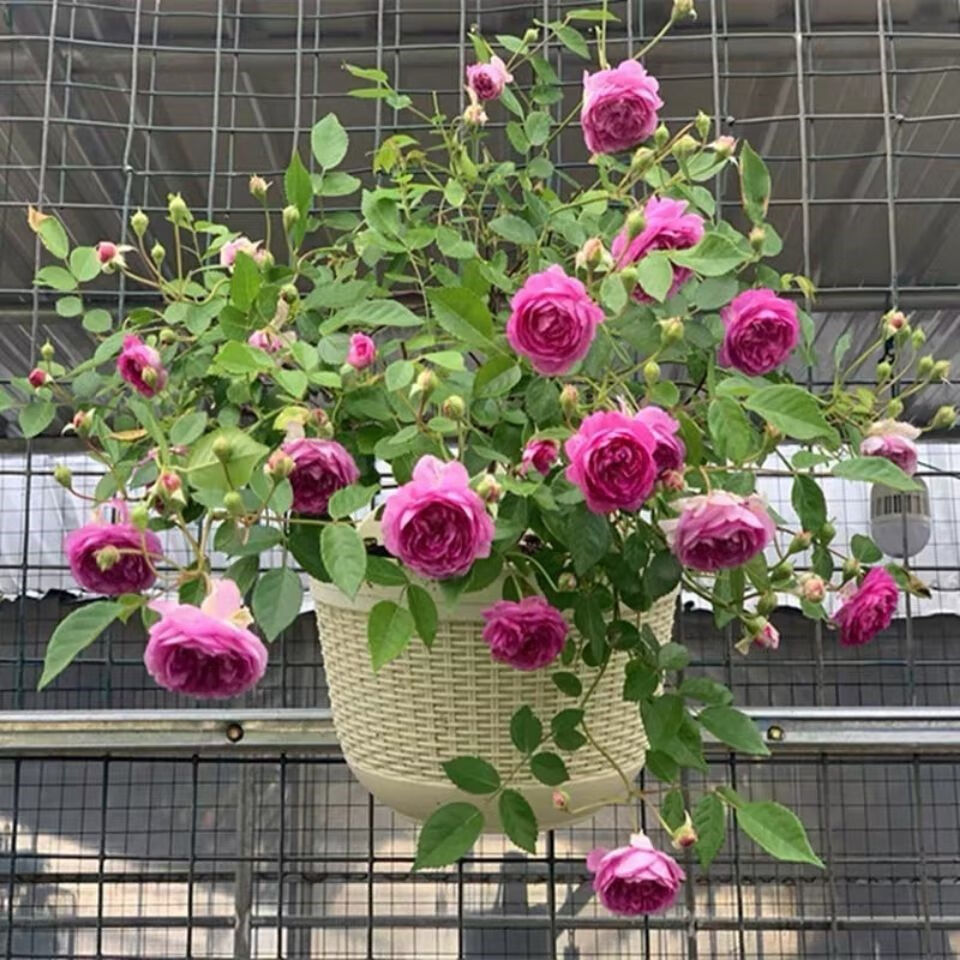 浓香型甜蜜马车月季阳台盆栽微月灵芝麻吉婶婶勤花金丝雀多头甜蜜马车