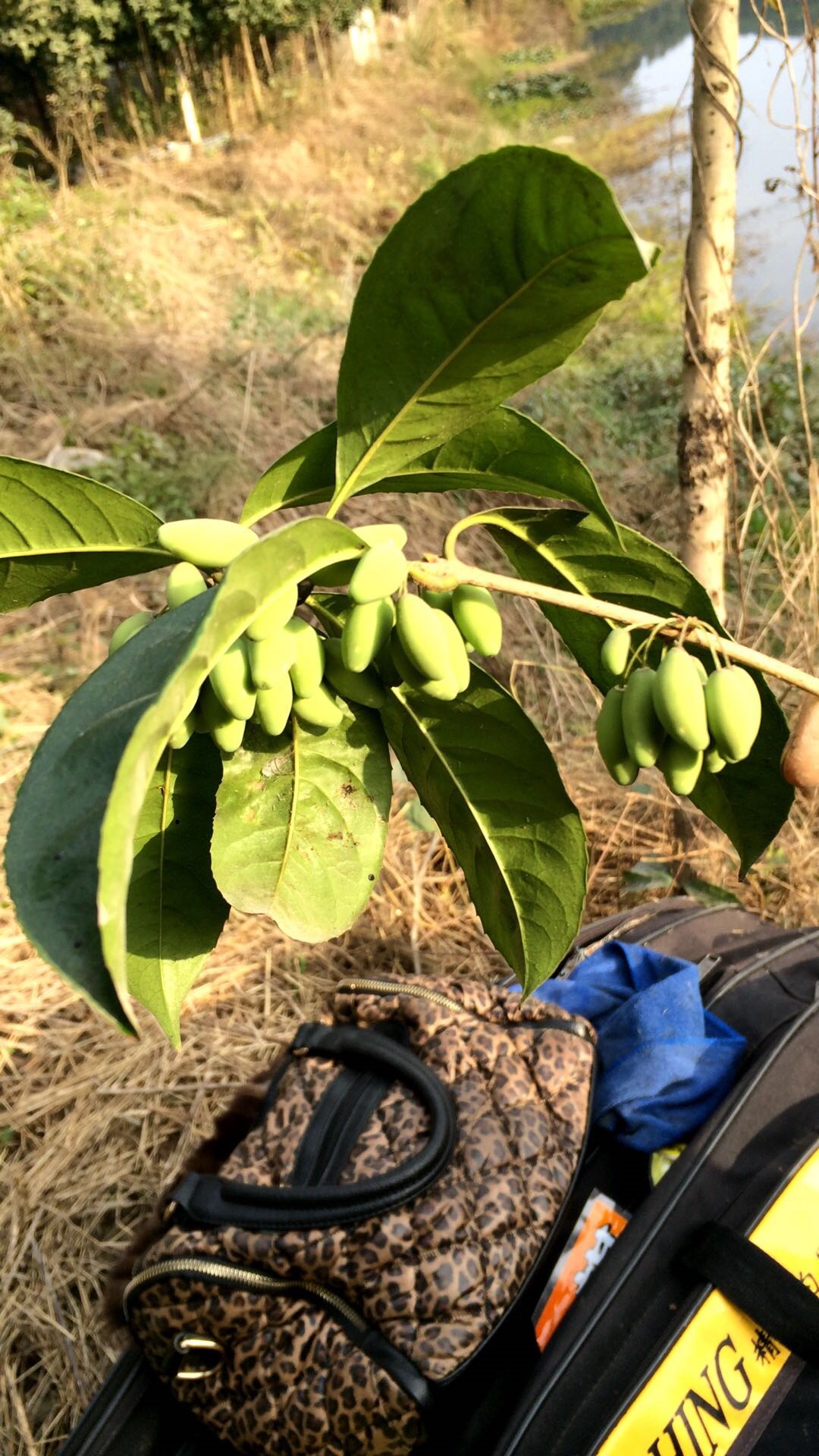 青橄欖苗烏欖苗黑欖苗黑橄欖樹苗黃欖樹果苗南方北方盆栽結果苗果樹